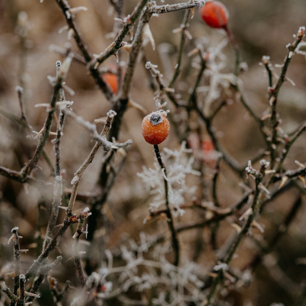 Cranionsacral Therapie | Aarau | Karin Krattiger